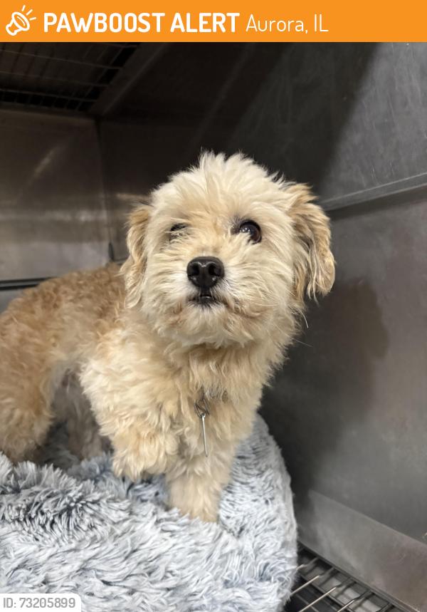 Found/Stray Unknown Dog last seen Plum & Pennsylvania, Aurora, IL, Aurora, IL 60506
