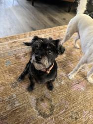 Reunited Female Dog last seen S 37th & S Asotin St, Tacoma, WA 98418