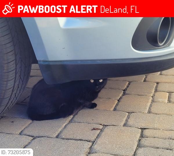 Lost Female Cat last seen Eggleston Drive and Avery Meadows, DeLand, FL 32724