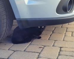 Lost Female Cat last seen Eggleston Drive and Avery Meadows, DeLand, FL 32724