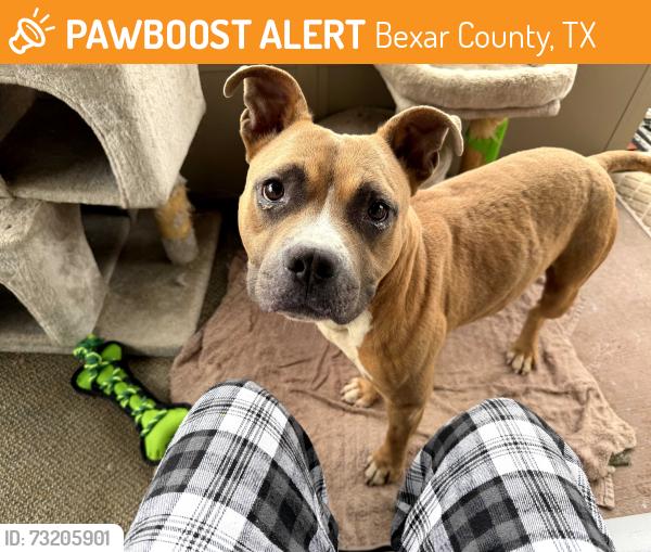Found/Stray Male Dog last seen Walzem and 1976 by VA Walzem clinic, Bexar County, TX 78218