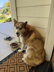 Found/Stray Female Dog last seen Alfred Harrell Highway and Goodmanville, Bakersfield, CA 93308