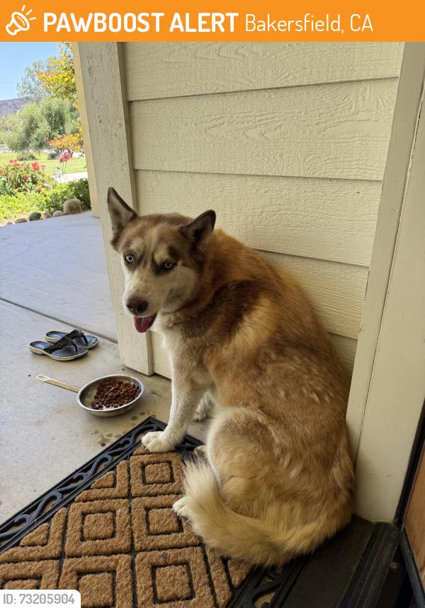 Found/Stray Female Dog last seen Alfred Harrell Highway and Goodmanville, Bakersfield, CA 93308