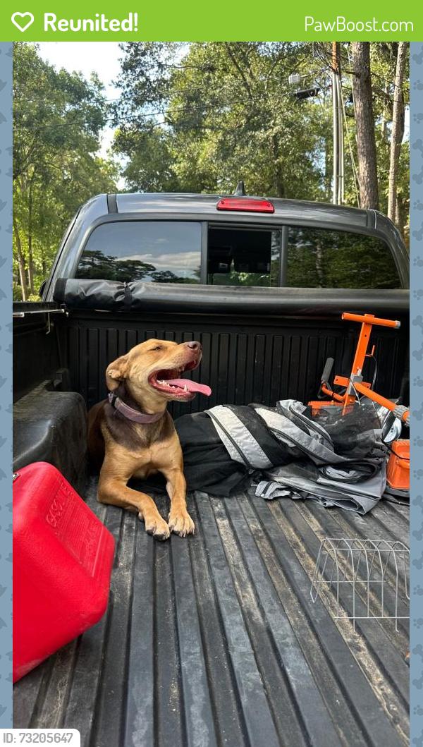Reunited Female Dog last seen Hancock st, Conroe, Texas 77301, Conroe, TX 77301