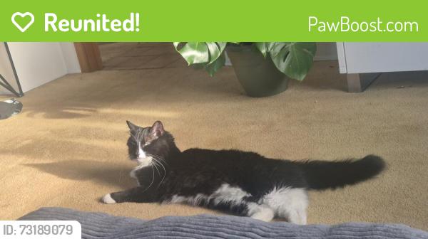 Reunited Male Cat last seen Nootka St & Lilooet St, Vancouver, BC 