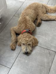 Found/Stray Male Dog last seen Kester and vanowen, Los Angeles, CA 91405