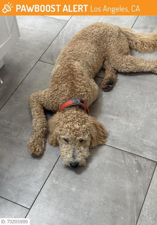 Found/Stray Male Dog last seen Kester and vanowen, Los Angeles, CA 91405