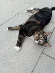 Lost Male Cat last seen aurora lake rd, Aurora, OH 44202