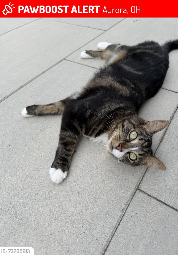 Lost Male Cat last seen aurora lake rd, Aurora, OH 44202