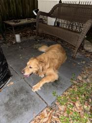 Reunited Unknown Dog last seen South Mellonville Ave. Speer park, Sanford, FL 32771