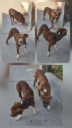 Found/Stray Male Dog last seen NW 32nd & Roff, Oklahoma City, OK 73112