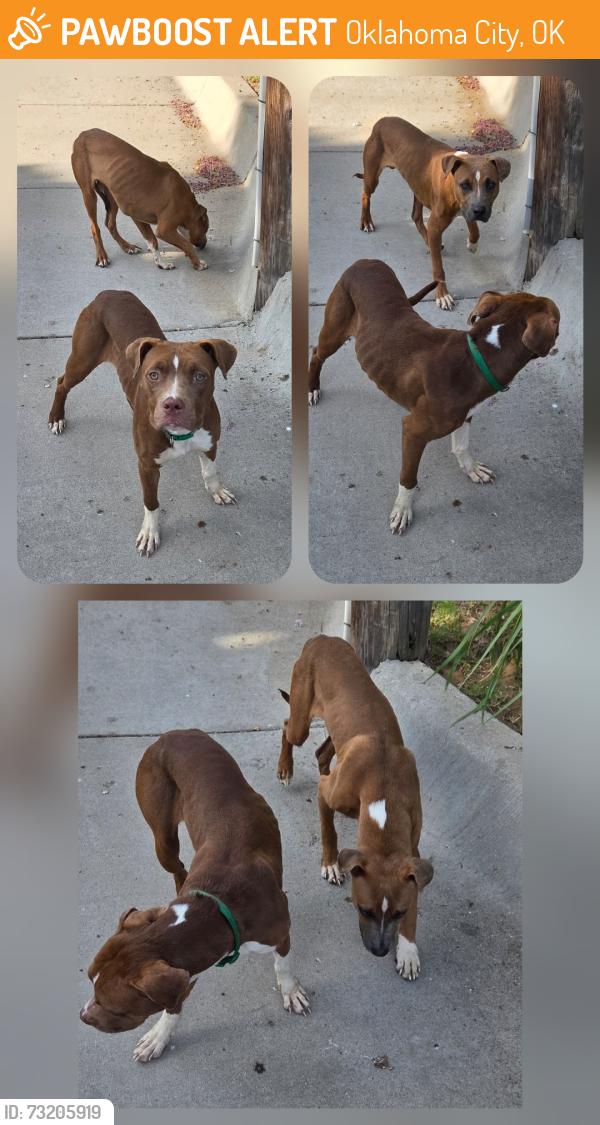Found/Stray Male Dog last seen NW 32nd & Roff, Oklahoma City, OK 73112