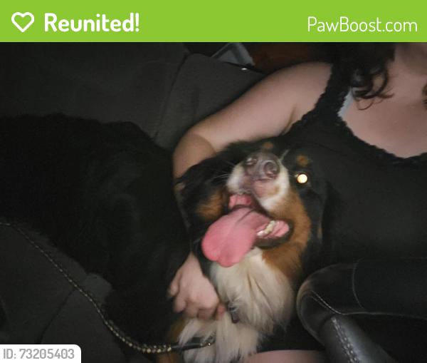 Reunited Female Dog last seen Poole Town Road, Asheboro, NC 27205
