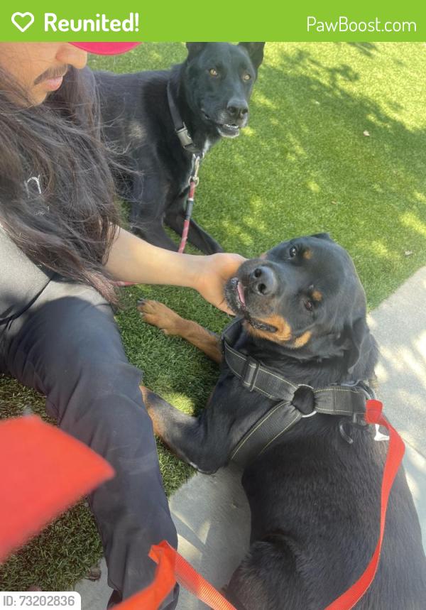 Reunited Male Dog last seen Keller Ave, Riverside, CA 92505