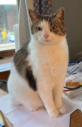 Lost Male Cat last seen Lodges lane, Bala Cynwyd, PA 19004