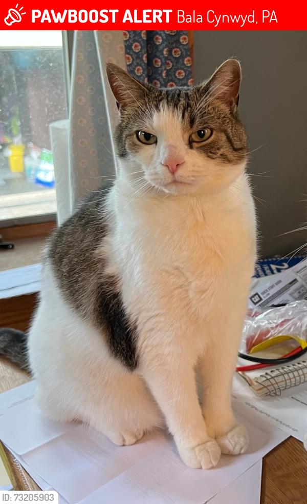 Lost Male Cat last seen Lodges lane, Bala Cynwyd, PA 19004