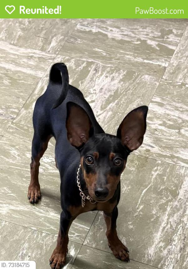 Reunited Male Dog last seen Westminster, Westminster, CA 92683