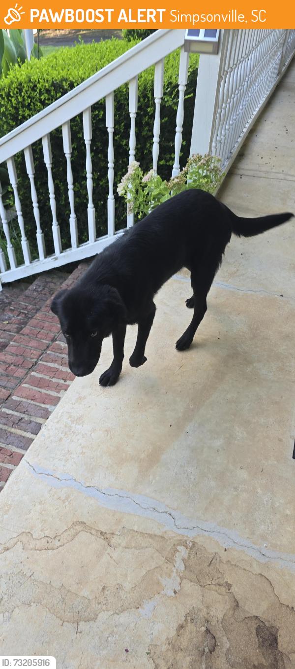 Found/Stray Male Dog last seen Fork shoals mckelvy road, Simpsonville, SC 29673
