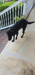 Found/Stray Male Dog last seen Fork shoals mckelvy road, Simpsonville, SC 29673