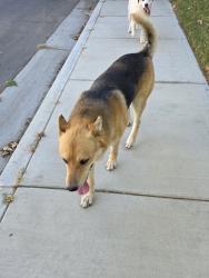 Found/Stray Male Dog last seen 50th Street West and Avenue J, Lancaster, CA 93536
