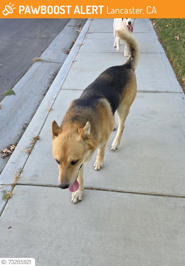 Found/Stray Male Dog last seen 50th Street West and Avenue J, Lancaster, CA 93536