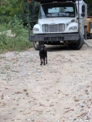 Found/Stray Male Dog last seen Patrick bridge off of highway 16, Madison County, AR 72727