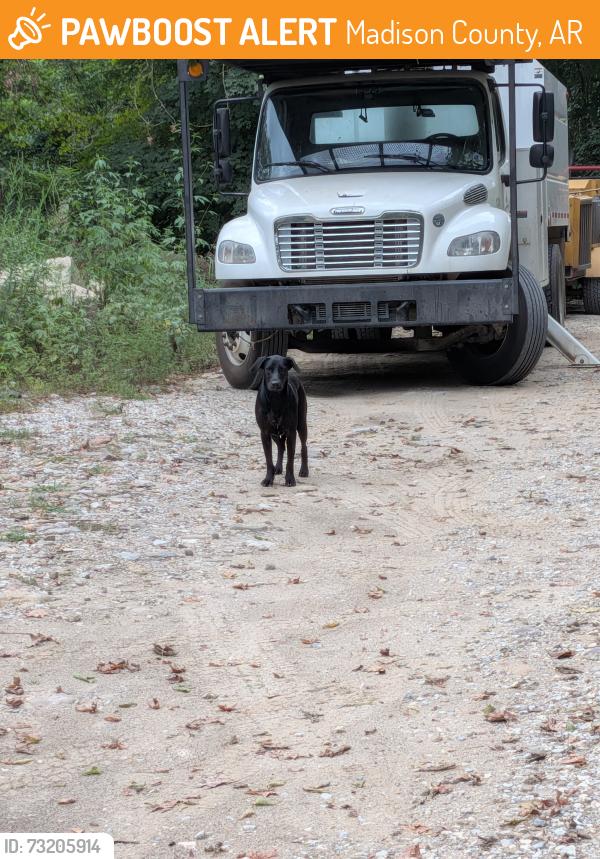 Found/Stray Male Dog last seen Patrick bridge off of highway 16, Madison County, AR 72727