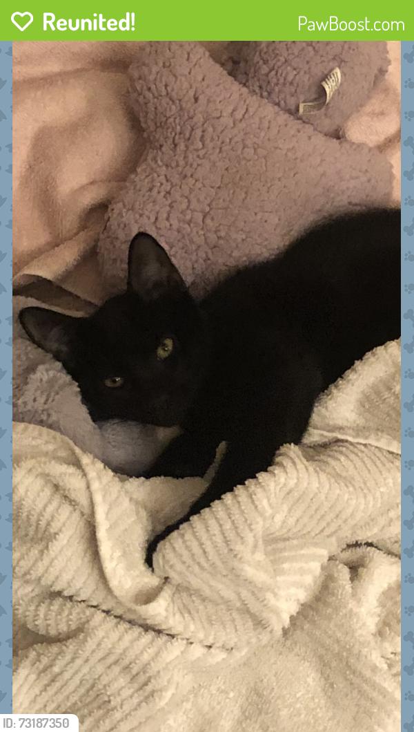Reunited Male Cat last seen Knollwood drive/Marshall street, Safety Harbor, FL 34695