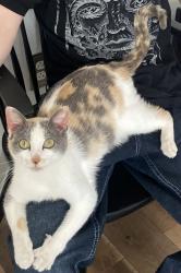 Lost Female Cat last seen Devine, Texas, Devine, TX 78016