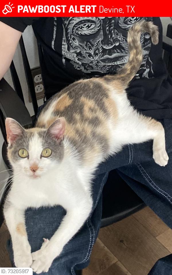 Lost Female Cat last seen Devine, Texas, Devine, TX 78016