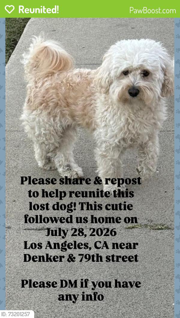Reunited Male Dog last seen 79th and Denker, Los Angeles, CA 90047