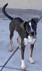 Shelter Stray Female Dog last seen Near 73rd Ave, Oakland, CA, 1101 29th Ave, Oakland, CA 94601, USA