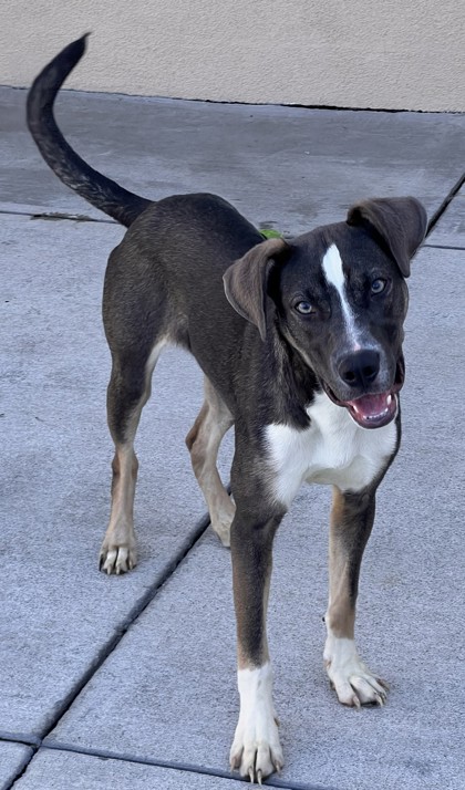 Shelter Stray Female Dog last seen Near 73rd Ave, Oakland, CA, 1101 29th Ave, Oakland, CA 94601, USA