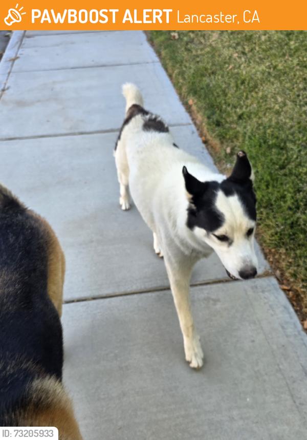 Found/Stray Male Dog last seen 50th Street West and Avenue J, Lancaster, CA 93536