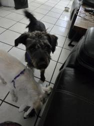 Reunited Male Dog last seen Sw 29th st and 67th ave, Miami, FL 33155