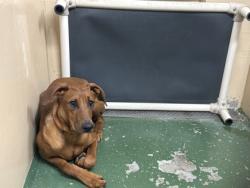 Shelter Stray Female Dog last seen Near W. Washington Ave, City of Yakima, WA, 2405 W Birchfield Rd, Yakima, WA 98901, USA