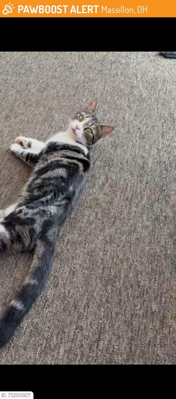 Found/Stray Male Cat last seen Near Lincoln way East Massillon Ohio 44646, Massillon, OH 44646
