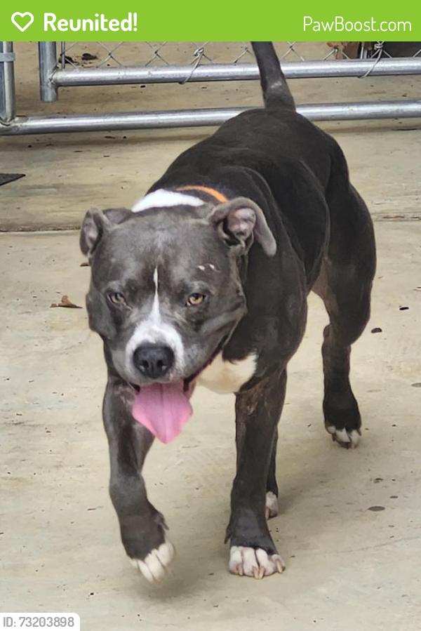 Reunited Male Dog last seen Carmel Rd, Lancaster, SC 29720, USA, Lancaster, SC 29720