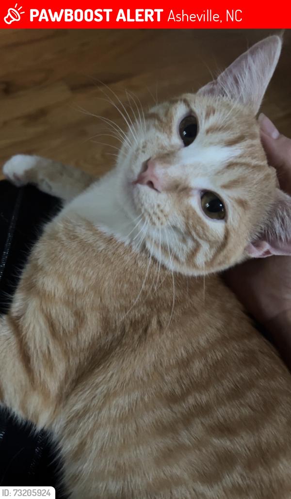 Lost Male Cat last seen Maple Drive Asheville NC, Asheville, NC 28805