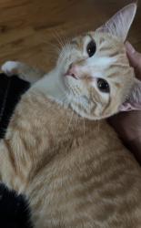 Lost Male Cat last seen Maple Drive Asheville NC, Asheville, NC 28805