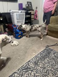 Found/Stray Male Dog last seen Water and Atlantic, Henderson, NV 89015