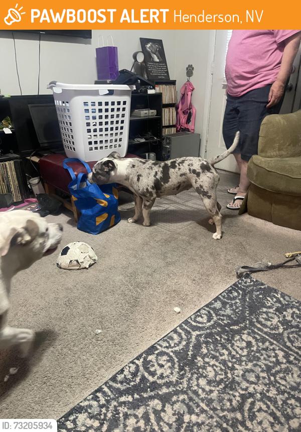 Found/Stray Male Dog last seen Water and Atlantic, Henderson, NV 89015