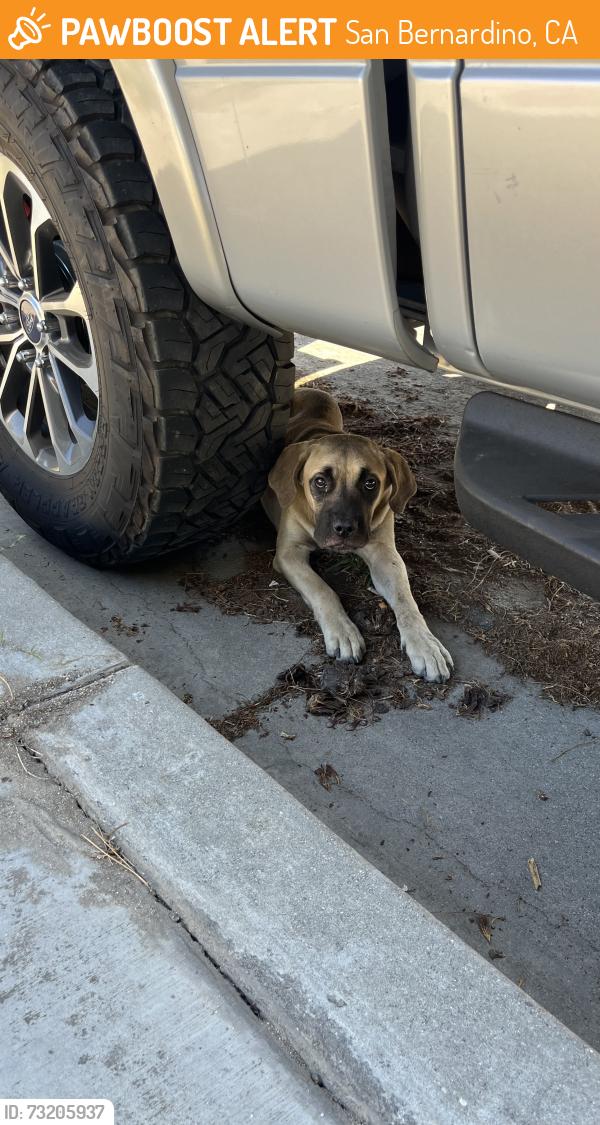 Found/Stray Male Dog last seen N Flores St, San Bernardino, CA 92411