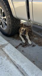 Found/Stray Male Dog last seen N Flores St, San Bernardino, CA 92411