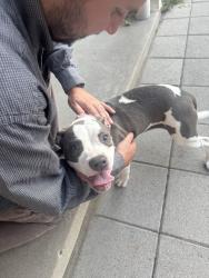 Found/Stray Female Dog last seen Garfield and 37th, Denver, CO 80205