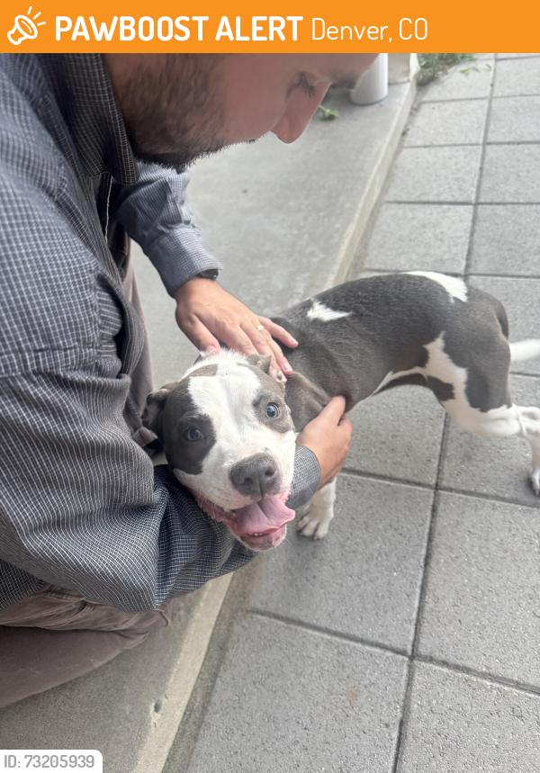 Found/Stray Female Dog last seen Garfield and 37th, Denver, CO 80205