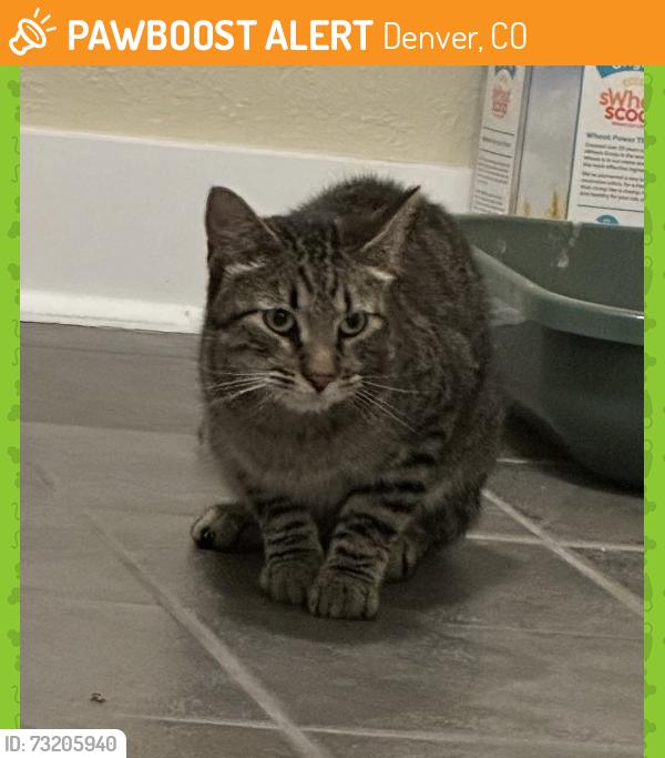 Found/Stray Unknown Cat last seen 44th and Xavier, Denver, CO 80212