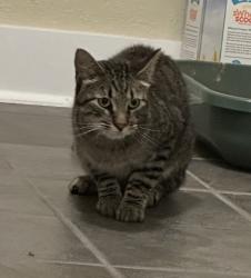Found/Stray Unknown Cat last seen 44th and Xavier, Denver, CO 80212