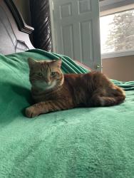 Lost Male Cat last seen Near Spruce Vally RD and the neighbourhood, Acheson, AB T7X 6E5