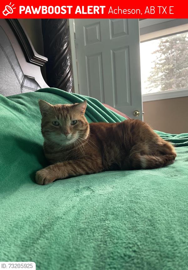 Lost Male Cat last seen Near Spruce Vally RD and the neighbourhood, Acheson, AB T7X 6E5